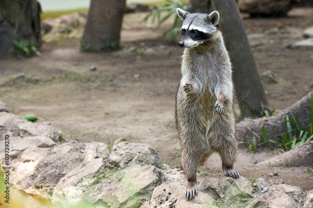 Naklejka premium Raccoon