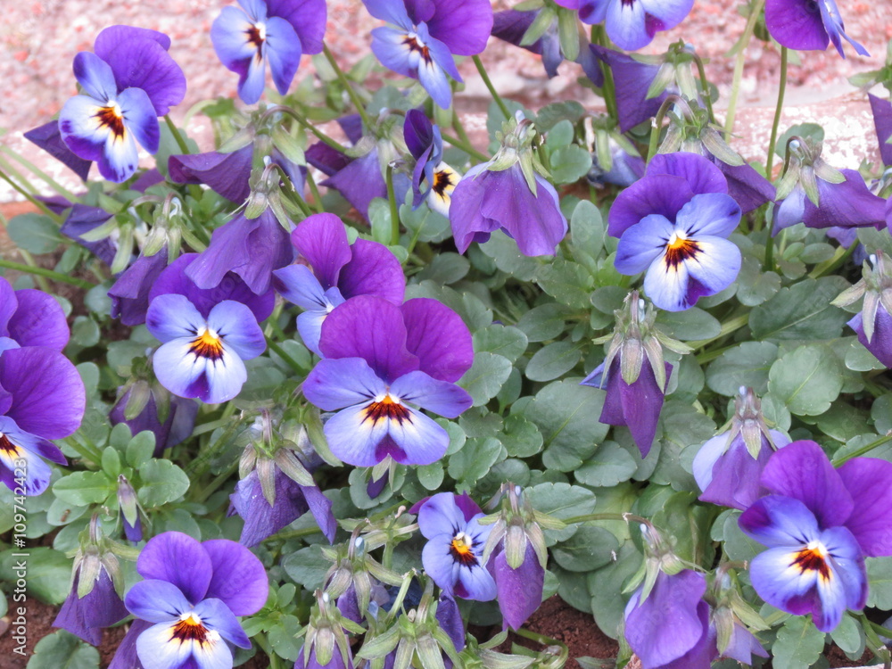 Pensées violettes et blanches Pensées violettes et blanches
