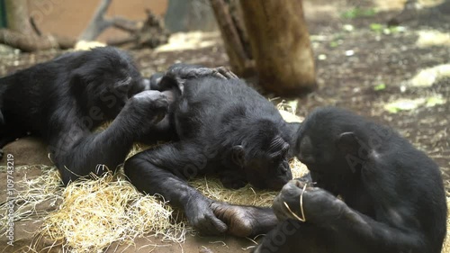 Family of chimpanzees laying on bed of straw, grooming one another.
 photo
