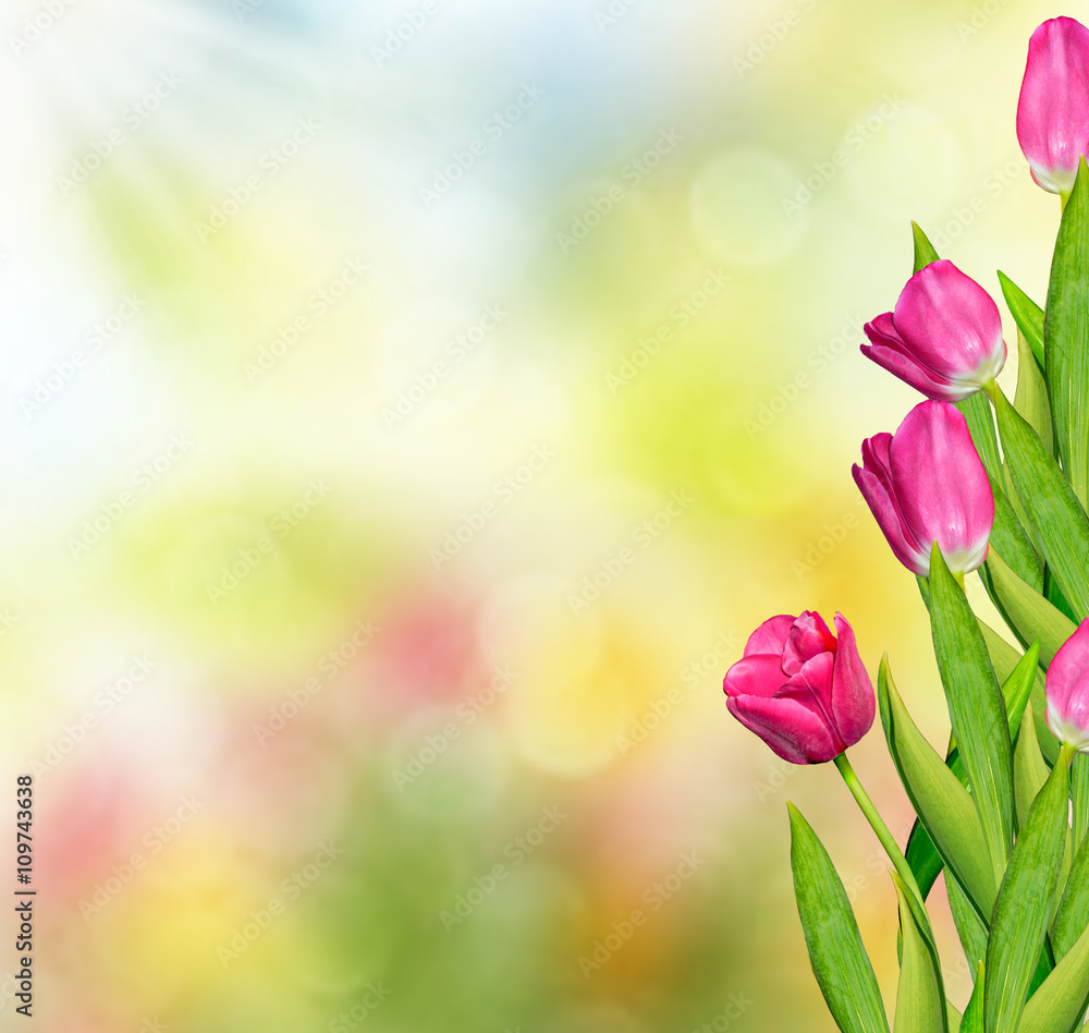 Spring landscape. beautiful spring flowers tulip Spring landscape. beautiful spring flowers tulip