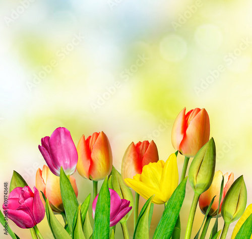 Fototapeta Naklejka Na Ścianę i Meble -  Spring landscape. beautiful spring flowers tulip