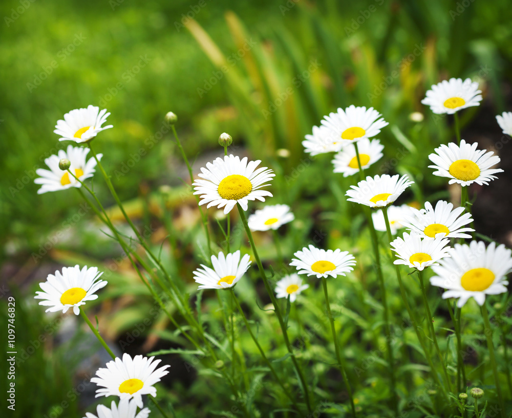 Fototapeta premium Chamomile flowers. Toned image