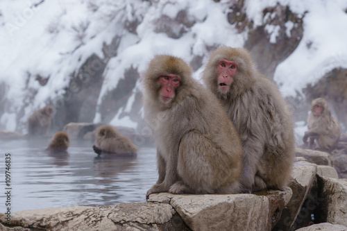 Japanese macaque bathing in hot springs  Nagano  Japan