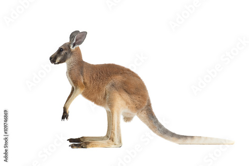 Profile of Baby Red Kangaroo
