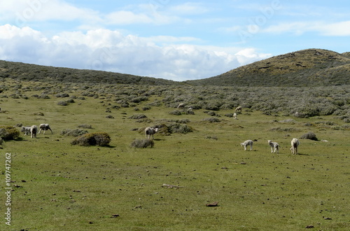 Pasture for sheep in the village of Cameron. Tierra Del Fuego.