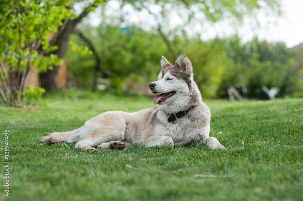 Pale Siberian husky chilling on lawn