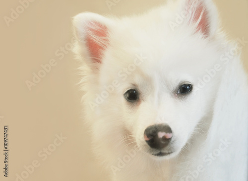 American Husky Dog Closeup © HaywireMedia