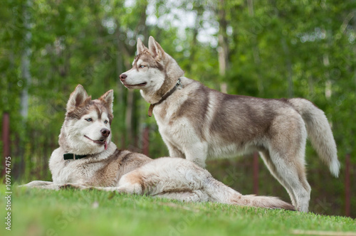 Two pale siberian huskies at the yard