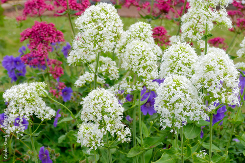 Red and White Valerian  Centranthus ruber 