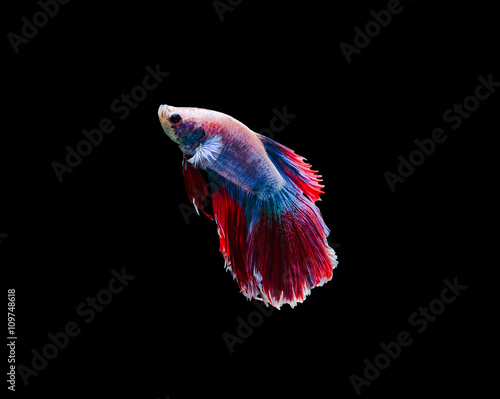 Capture the moving moment of siamese fighting fish