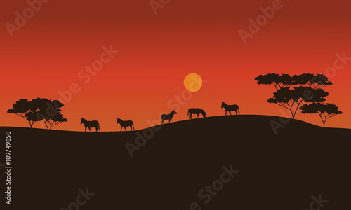 Zebras on savanna at sunset