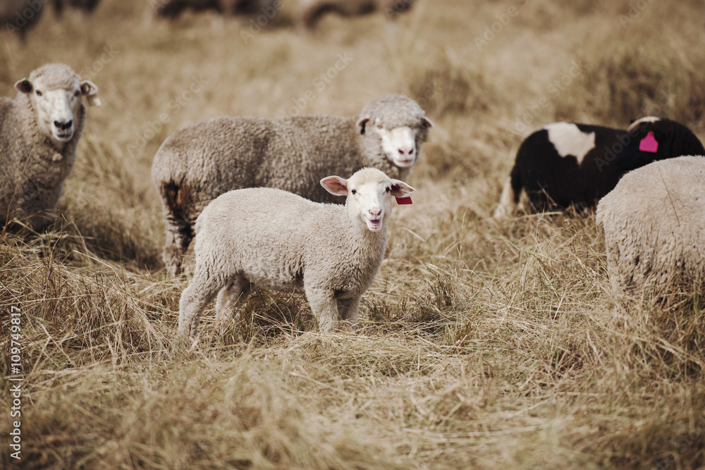 Obraz premium Sheep on the farm during the day in Queensland