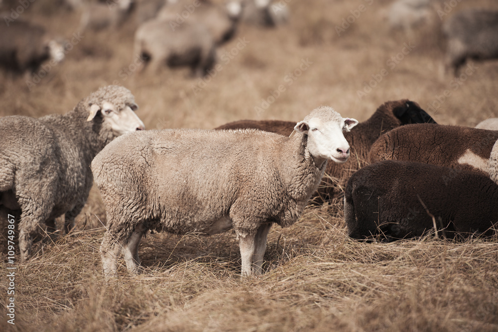 Obraz premium Sheep on the farm during the day in Queensland