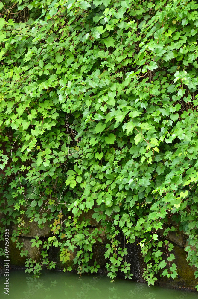 Wild vine leaves over lake Wild vine leaves over lake