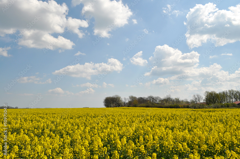 Obraz premium Rapsfeld, Bakenberg, Nord Rügen