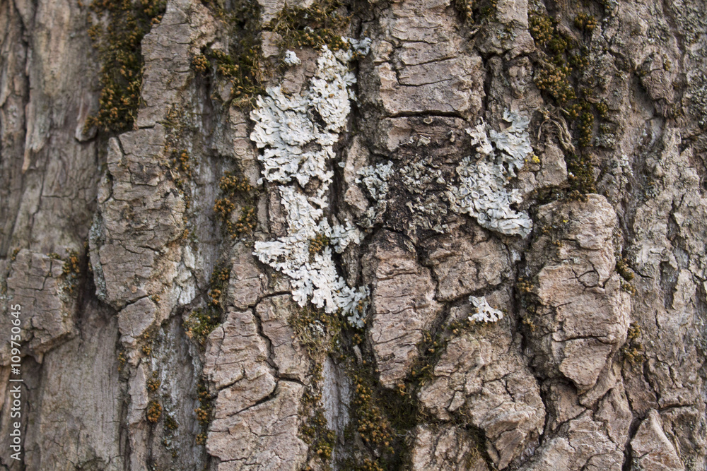 Background of the trunk of the white birch. Background of the trunk of the white birch.