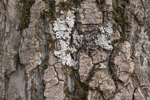 Fototapeta Naklejka Na Ścianę i Meble -  Background of the trunk of the white birch.