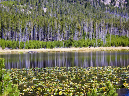 Fotografie Reflections on lilypond in Yellowstone