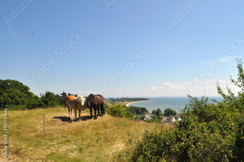 Pferde am Klein Zicker, Blick nach Thiessow © textag