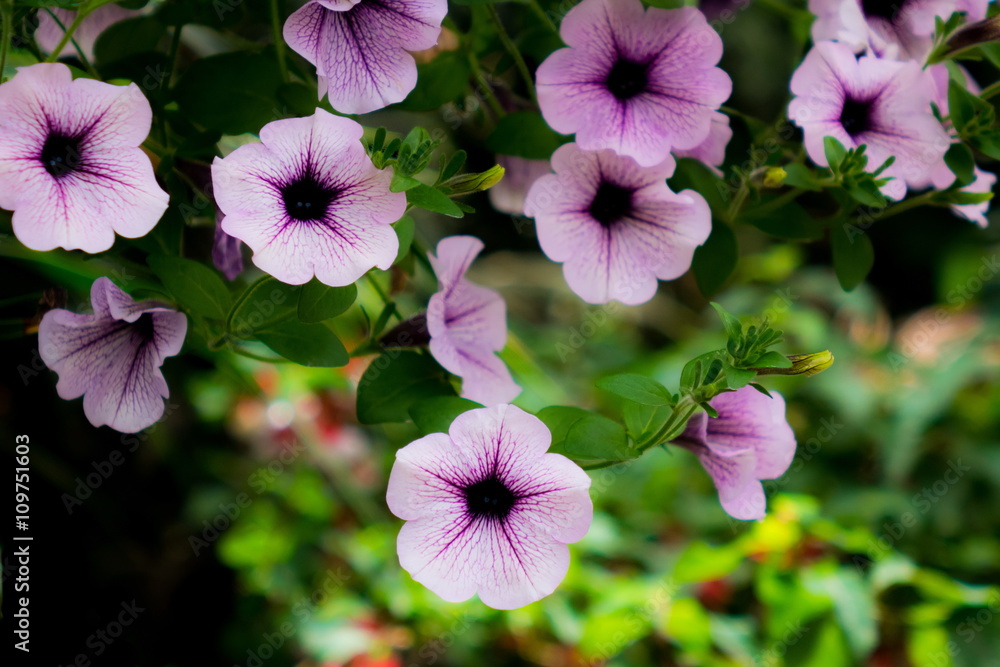 Fototapeta premium カリブラコア