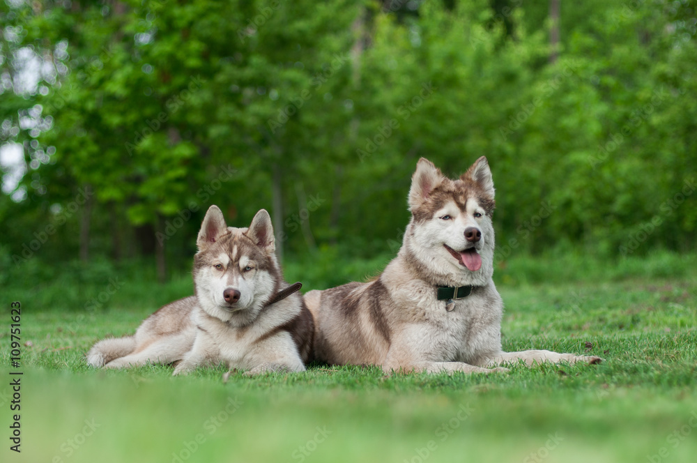 Two Siberian huskies, mother and son