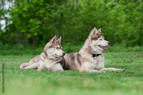 Two Siberian huskies, mother and son