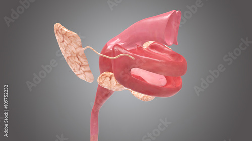 human digestive system mouth photo