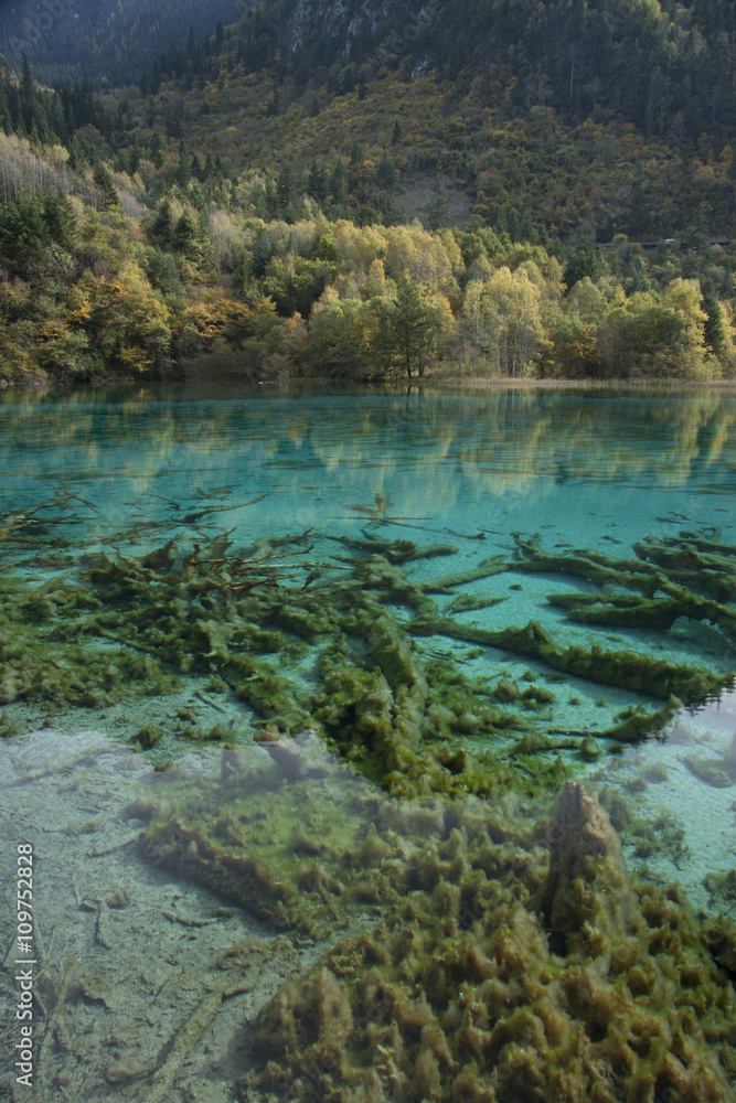 Beautiful scenery in Jiuzhaigou, Sichuan Province, China Beautiful scenery in Jiuzhaigou, Sichuan Province, China