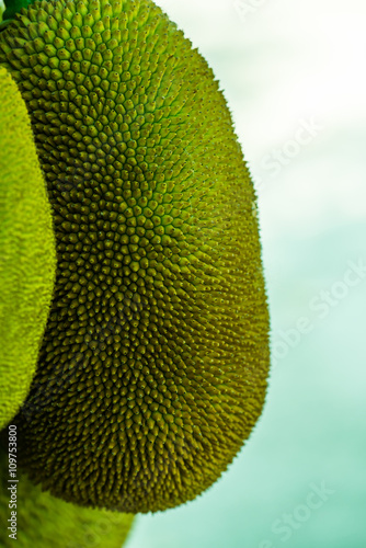 Texture of Jackfruit photo