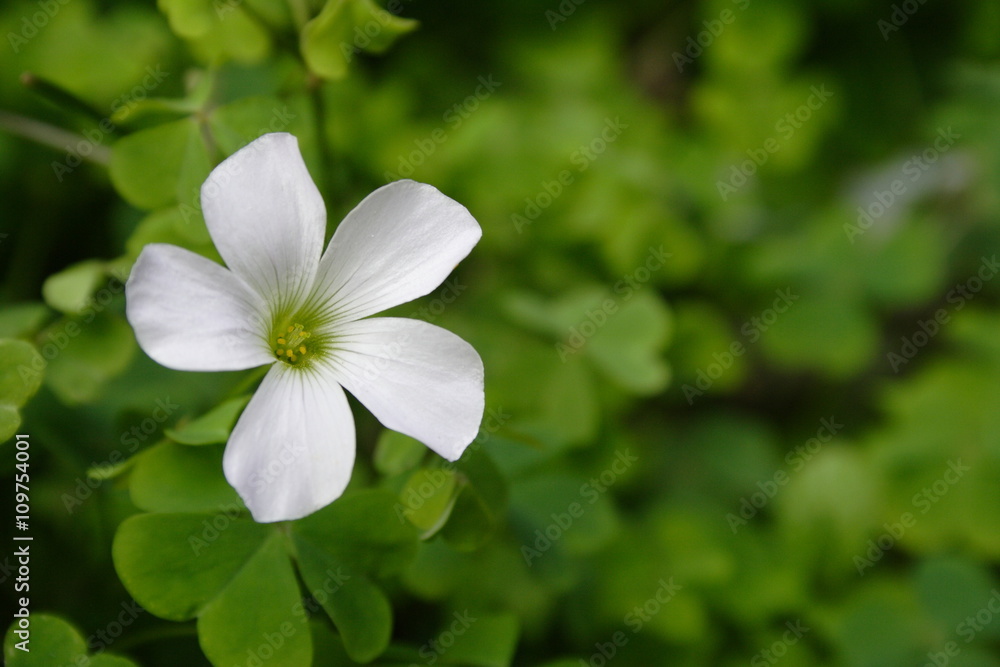 Wild Flower with Green Vegitation Wild Flower with Green Vegitation