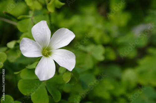 Wild Flower with Green Vegitation