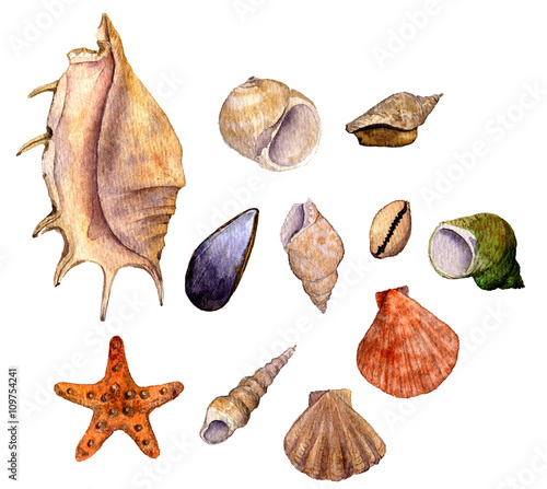 set of watercolor drawing shells