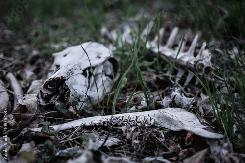 Creepy wild boar bones on dusky forest floor. 