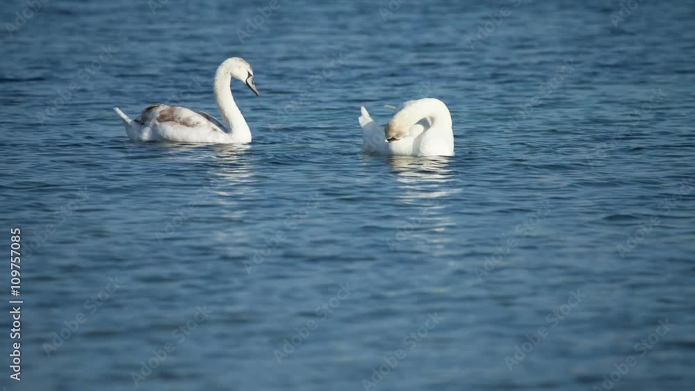 White swans floating on the water White swans floating on the water