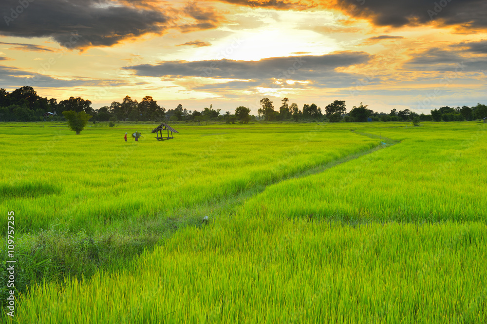 Sunset view over paddy field