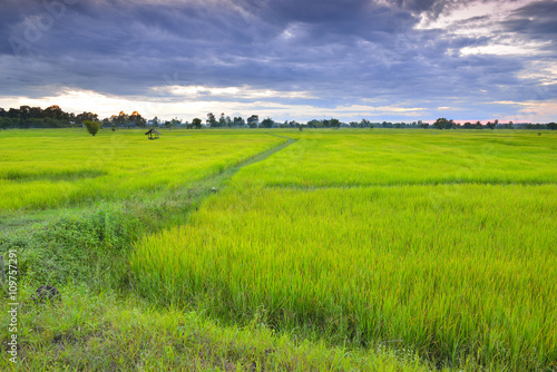 Sunset view over paddy field
