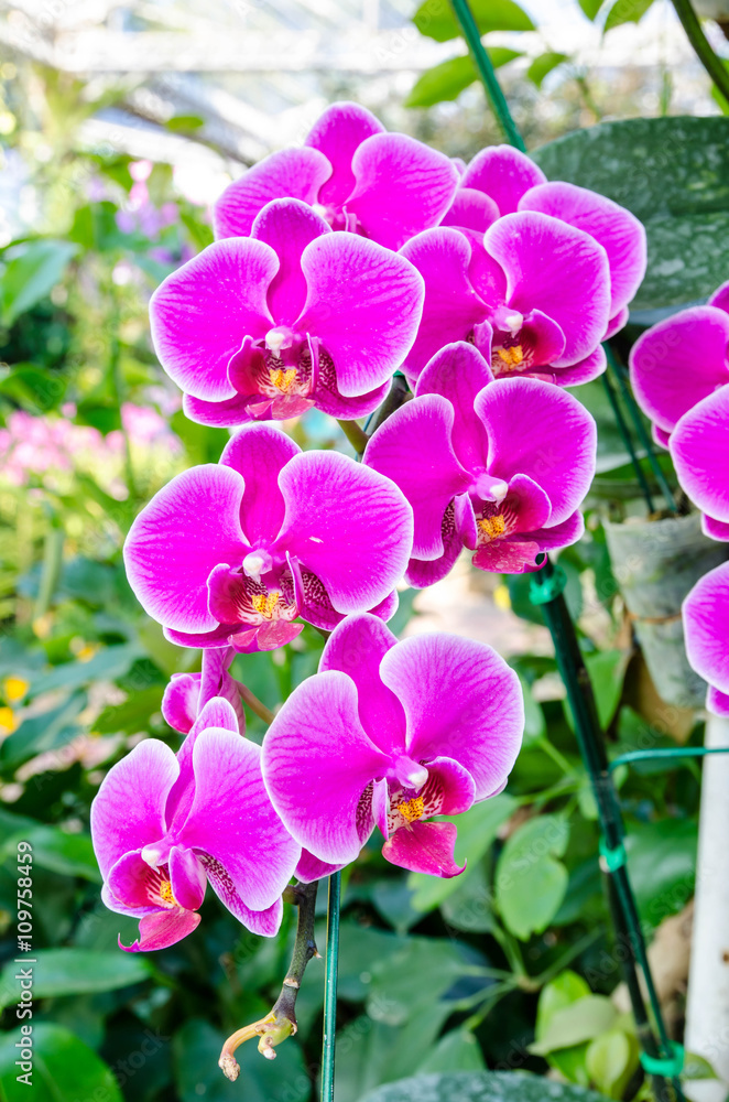 Fototapeta premium Beautiful purple orchid