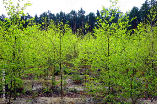 young green trees growing in forest 