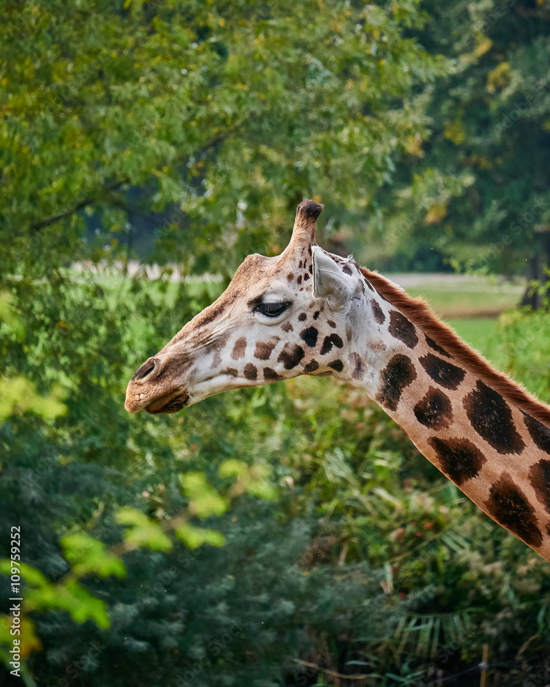 giraffe giraffe
