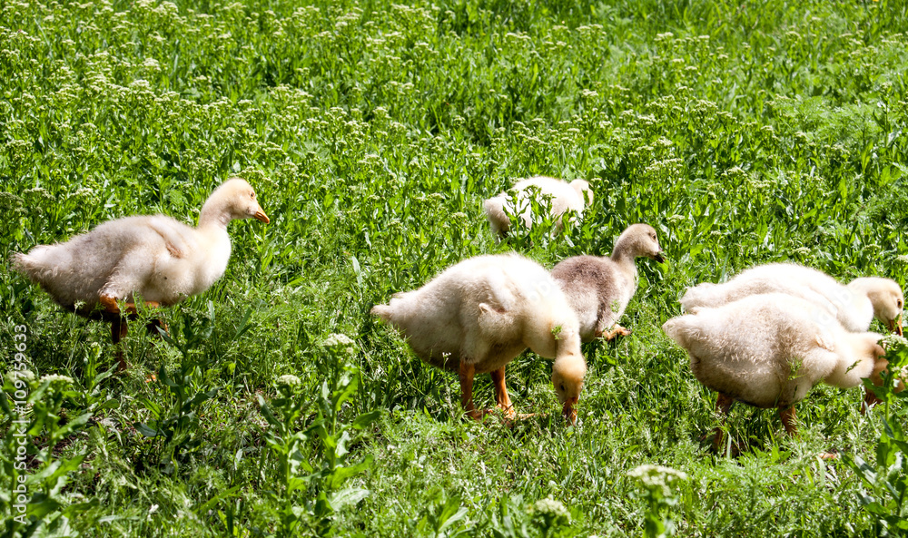 Fototapeta premium young goslings graze on grass in the village