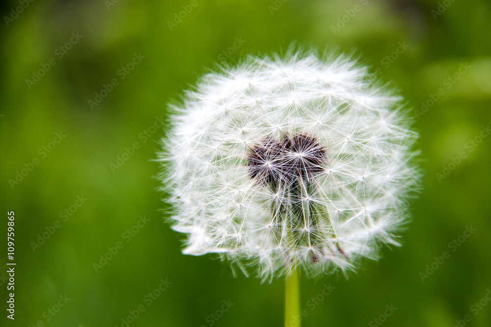Fototapeta premium dandelion macro close-up on a green background