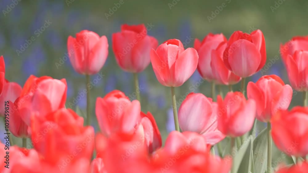 Tulip Flowers,at Showa Memorial Park,Tokyo,Japan,Filmed in 4K. Tulip Flowers,at Showa Memorial Park,Tokyo,Japan,Filmed in 4K.