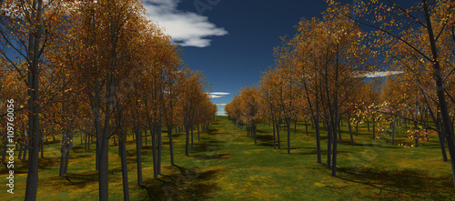 view of autumn trees lined up in rows. Blue sky with clouds and daytime