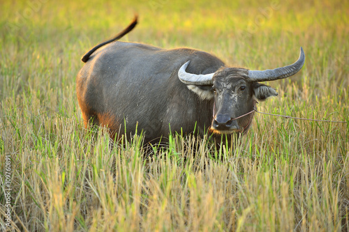 Buffalo graze the green pastures.