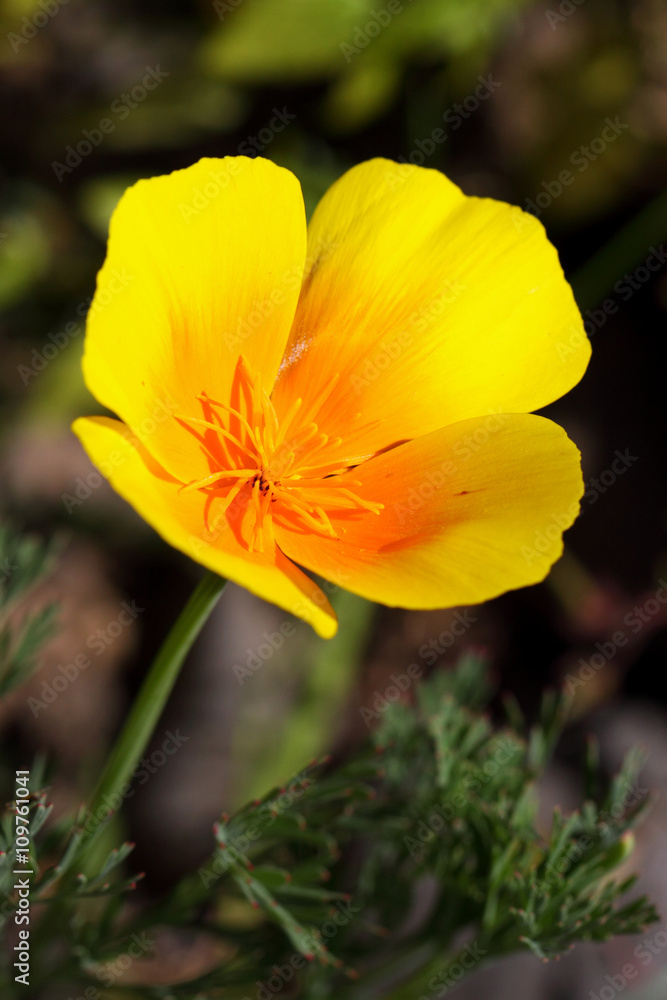 Closeup of California poppy, Escscholzia californica Closeup of California poppy, Escscholzia californica