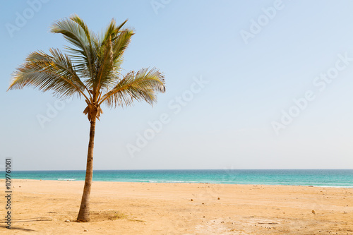 in oman arabic sea palm the hill near sandy beach sky and moun