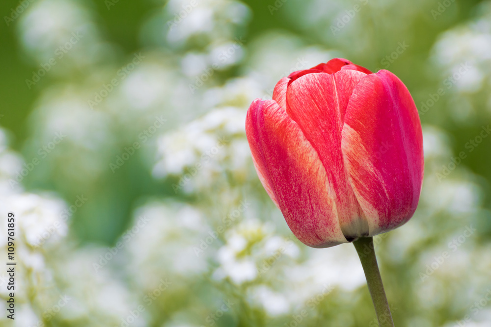 Red tulip with bokeh. Tulip petals. Tulip detail - obrazy, fototapety, plakaty 