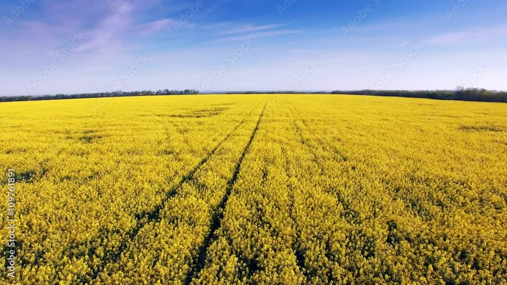 Aerial view of colza field, yellow flowers and blue sky.