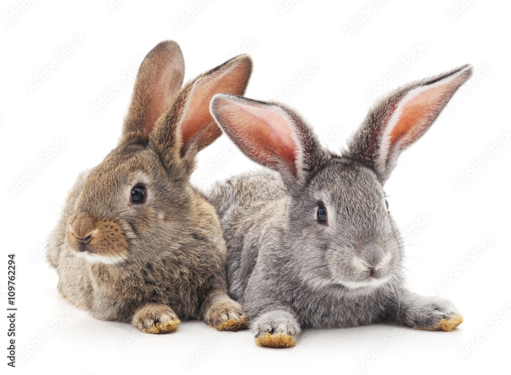 Fototapeta premium Baby rabbits.