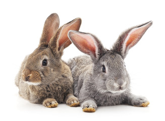 Baby rabbits.